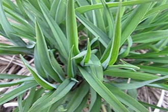 白癜風(fēng)有什么重要特征